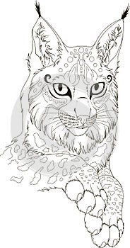Monochrome portrait of lynx for adult coloring pages isolated on white background